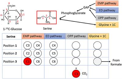 Isotope-Assisted Metabolite Analysis Sheds Light on Central Carbon Metabolism of a Model Cellulolytic Bacterium Clostridium thermocellum